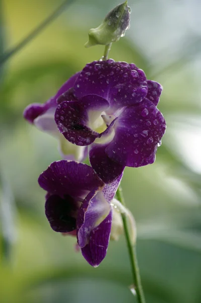 Orchidea selvatica . — Foto Stock