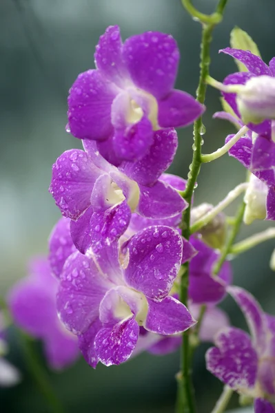 Wild Orchid. — Stock Photo, Image