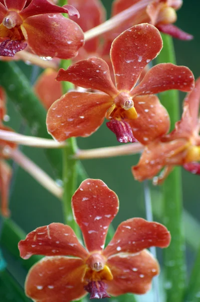 Wild orchid. — Stock Fotó