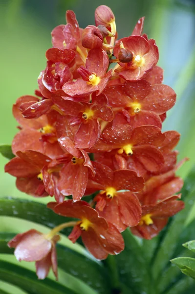 Viltvoksende orkideer . – stockfoto