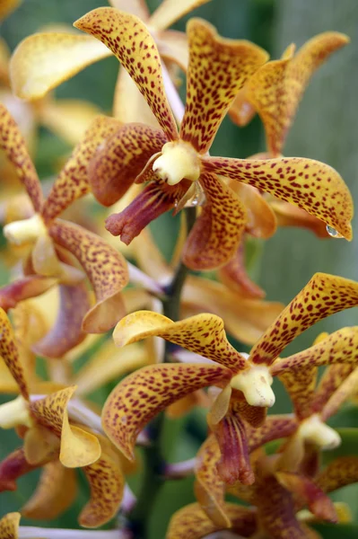 Orchidea selvatica . — Foto Stock