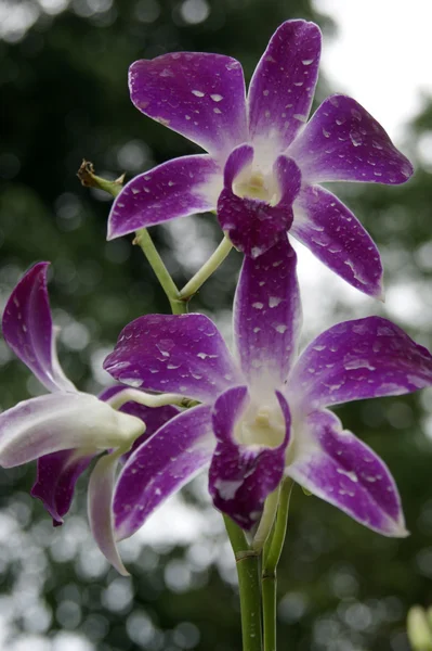 Dzika orchidea. — Zdjęcie stockowe