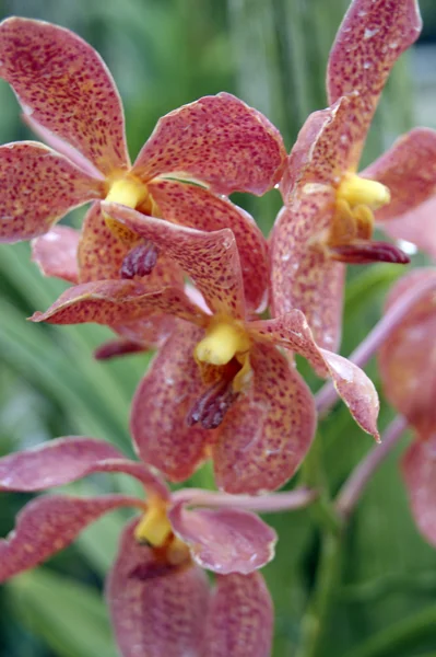 Divoká orchidej. — Stock fotografie
