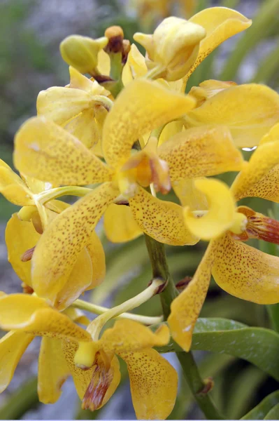 Wild orchid. — Stockfoto