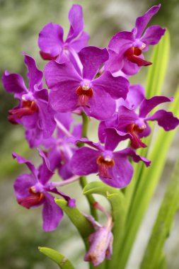 Wild Orchid. Borneo. clipart