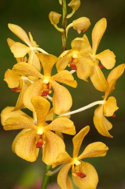 yabani orkide. Borneo.