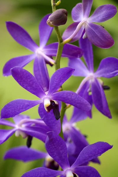 Дика орхідея. Борнео . — стокове фото