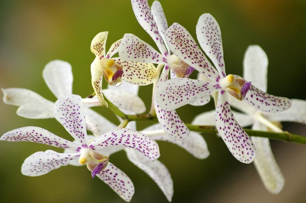 Orquídea salvaje. Borneo. . —  Fotos de Stock