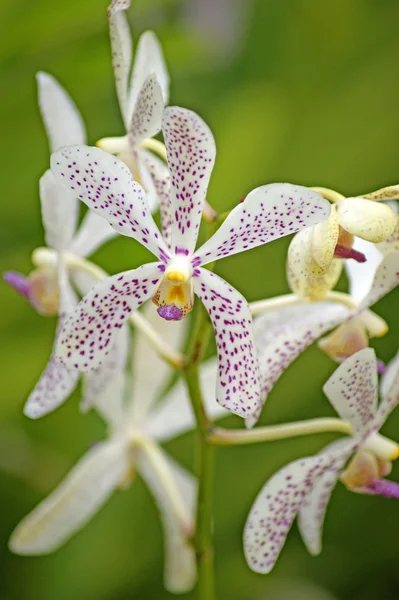 Orchidea selvatica. Borneo . — Foto Stock