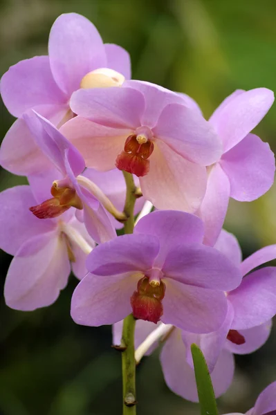 Orquídea selvagem. Bornéu . — Fotografia de Stock