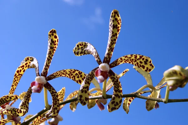 Paradiesische Schmetterlinge. Borneo-Orchideen. — Stockfoto