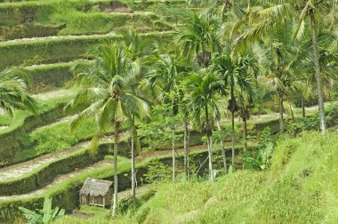 Bali. teraslar tarafından yetiştirilen pirinç tarlaları.