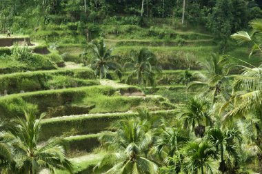 Bali. teraslar tarafından yetiştirilen pirinç tarlaları.