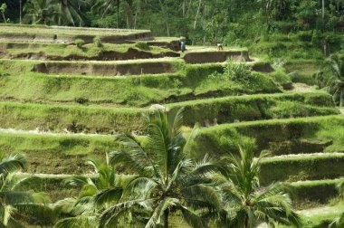 Bali. teraslar tarafından yetiştirilen pirinç tarlaları.