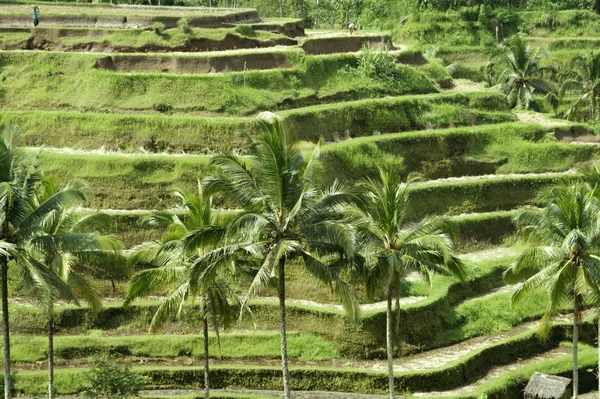 Bali. Rice fields grown up by terraces. — Stock Photo, Image