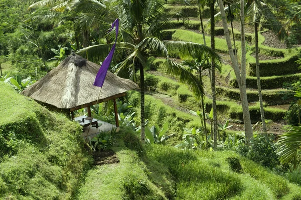Bali. rýžová pole vyrostla do terasy. — Stock fotografie