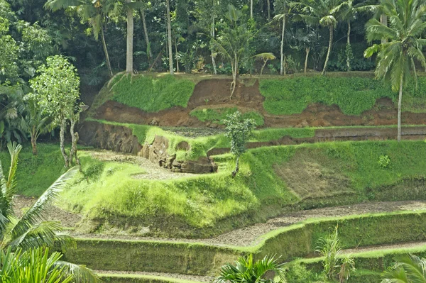 Bali. rizs mezők nőtt fel, teraszok. — Stock Fotó