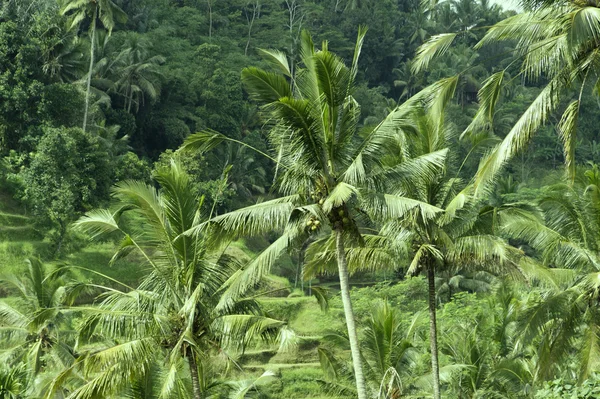 Bali. teraslar tarafından yetiştirilen pirinç tarlaları. — Stok fotoğraf