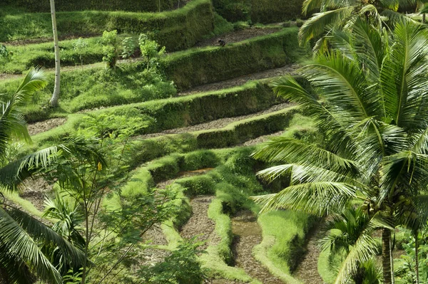 Bali. dorosłym przez tarasy pól ryżowych. — Zdjęcie stockowe