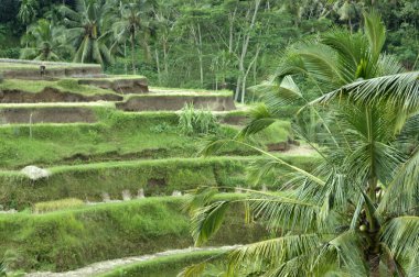 Bali. teraslar tarafından yetiştirilen pirinç tarlaları.