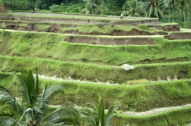 Bali. teraslar tarafından yetiştirilen pirinç tarlaları.