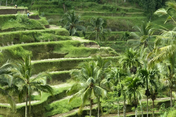 Bali. Campos de arroz crescidos por terraços . — Fotografia de Stock