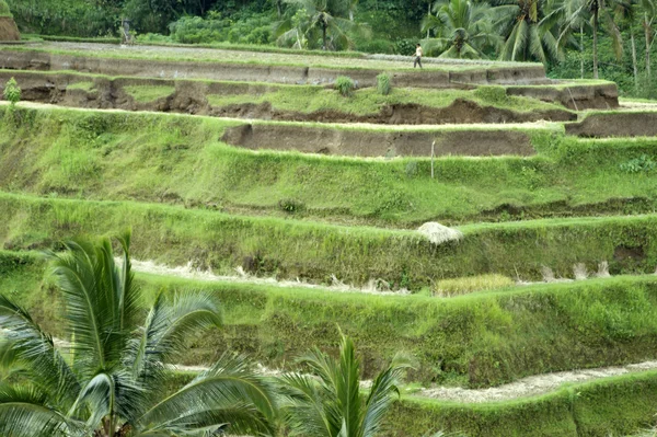 Bali. Reisfelder wachsen auf Terrassen. — Stockfoto