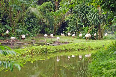 Flamingo, pembe flamingo, flamingo uçuş borneo.