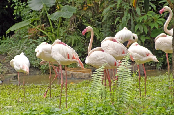 Flamingo, rózsaszín flamingó járat a flamingo... borneo. — Stock Fotó