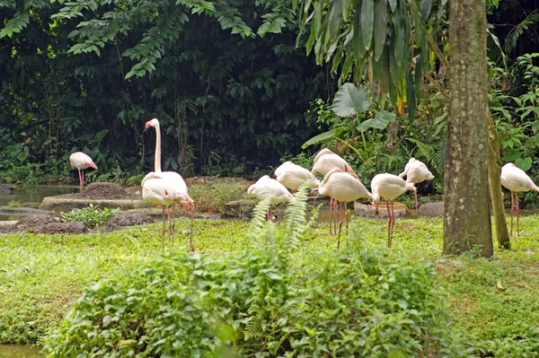 Czerwonak, różowy Flaming, lot flamingo... borneo. — Zdjęcie stockowe