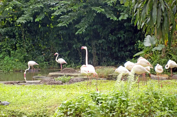 火烈鸟粉红色的火烈鸟，飞行的火鸟...婆罗洲. — 图库照片