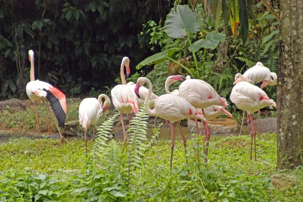 Flamingo, rosa flamingo, flyg av flamingo... borneo. — Stockfoto