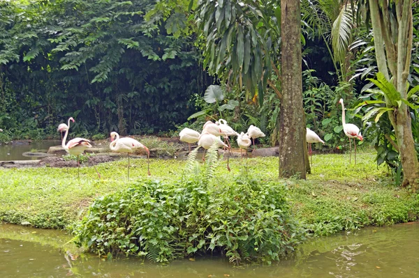 Flamingo, rosa Flamingo, Flug des Flamingos... borneo. — Stockfoto