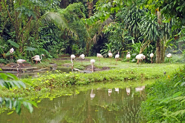 Flamingo, Pink Flamingo, Flight of the Flamingo... Borneo.