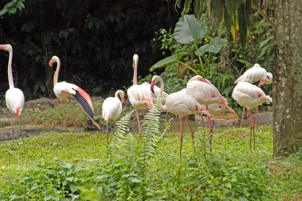 Flamingo, Flamingo Rosa, Voo do Flamingo... Bornéu . — Fotografia de Stock