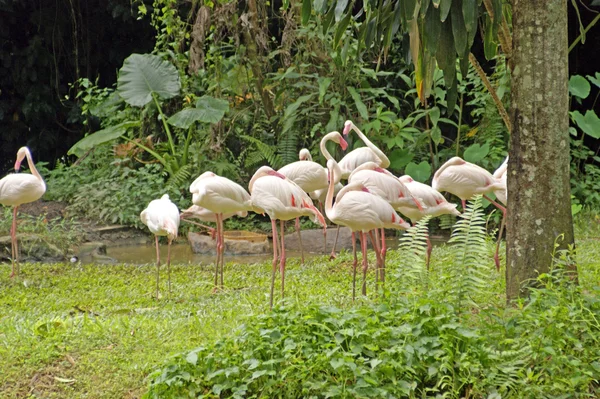 Φλαμίνγκο, ροζ φλαμίνγκο, πτήση του το flamingo... Βόρνεο. — Φωτογραφία Αρχείου