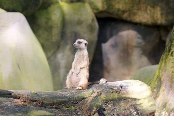 stock image Gopher in stony mountains Borneos.