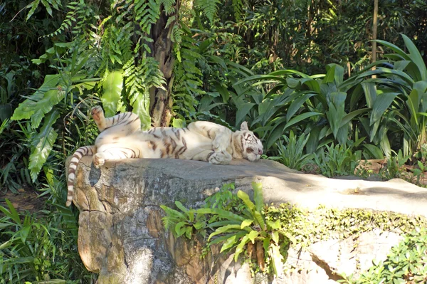Белый тигр — стоковое фото