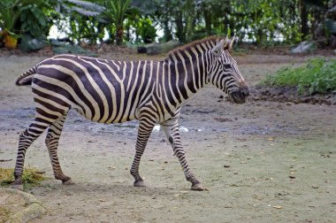 Zebra niteliğine.