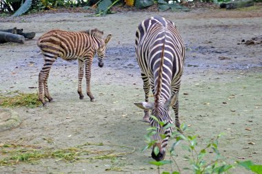 Zebra niteliğine.