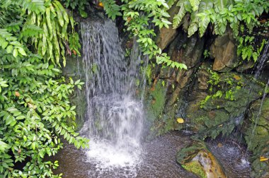 şelaleler ve borneo. şelaleler, yağmur ormanı, dağ Nehri.