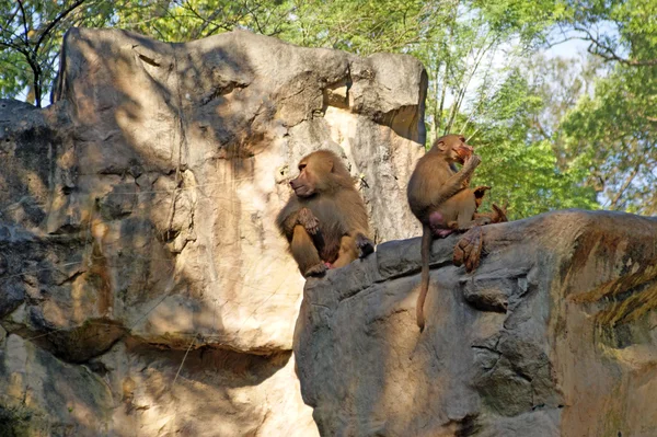 Дистанционные предки современного человека, обезьяны . — стоковое фото