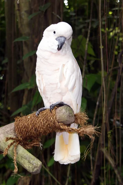A nagy papagájok. — Stock Fotó