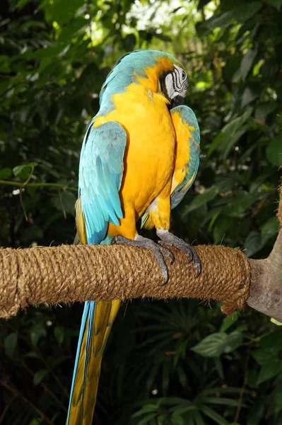 De grote papegaaien. — Stockfoto
