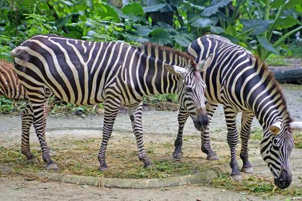 Zebra over de aard. — Stockfoto