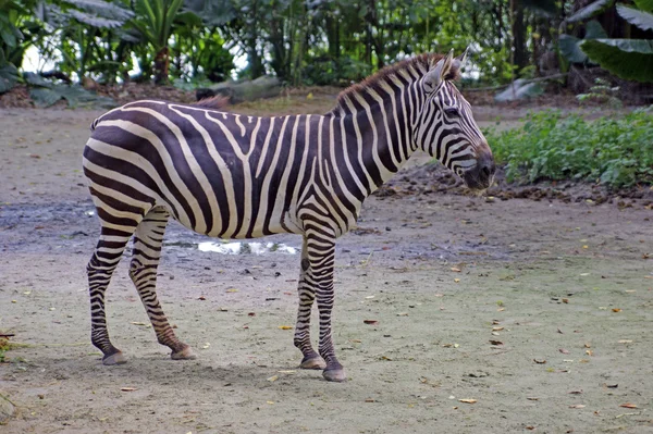 Zebra sulla natura . — Foto Stock