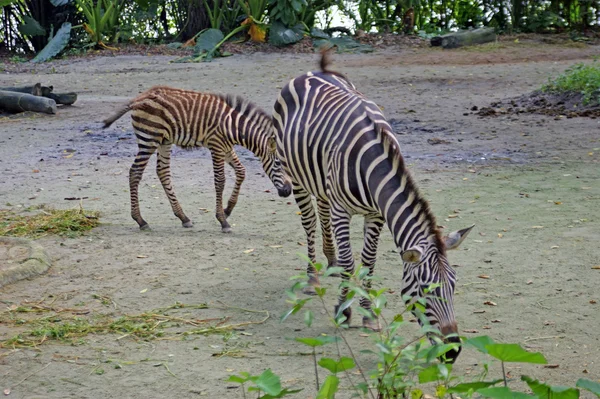 Zebra sobre a natureza . — Fotografia de Stock