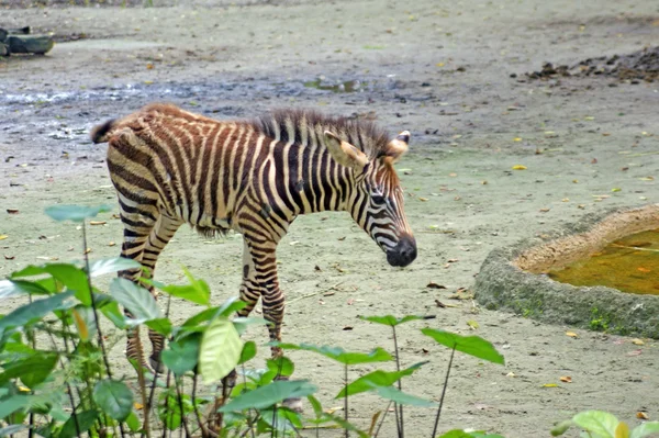Zebra sulla natura . — Foto Stock