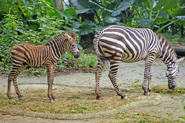 Zebra over de aard. — Stockfoto