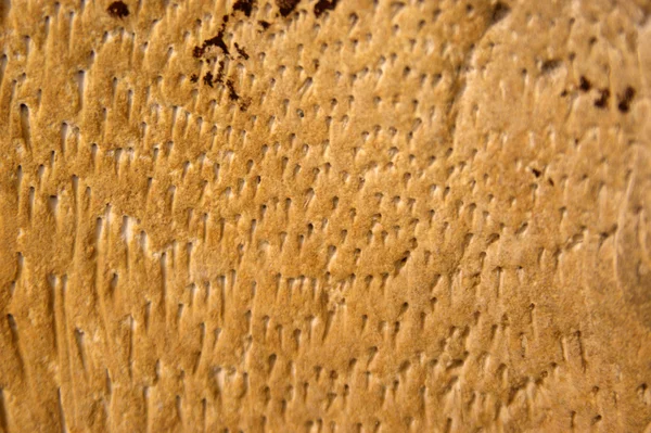Structure of the ancient hardened mahogany. — Stock Photo, Image